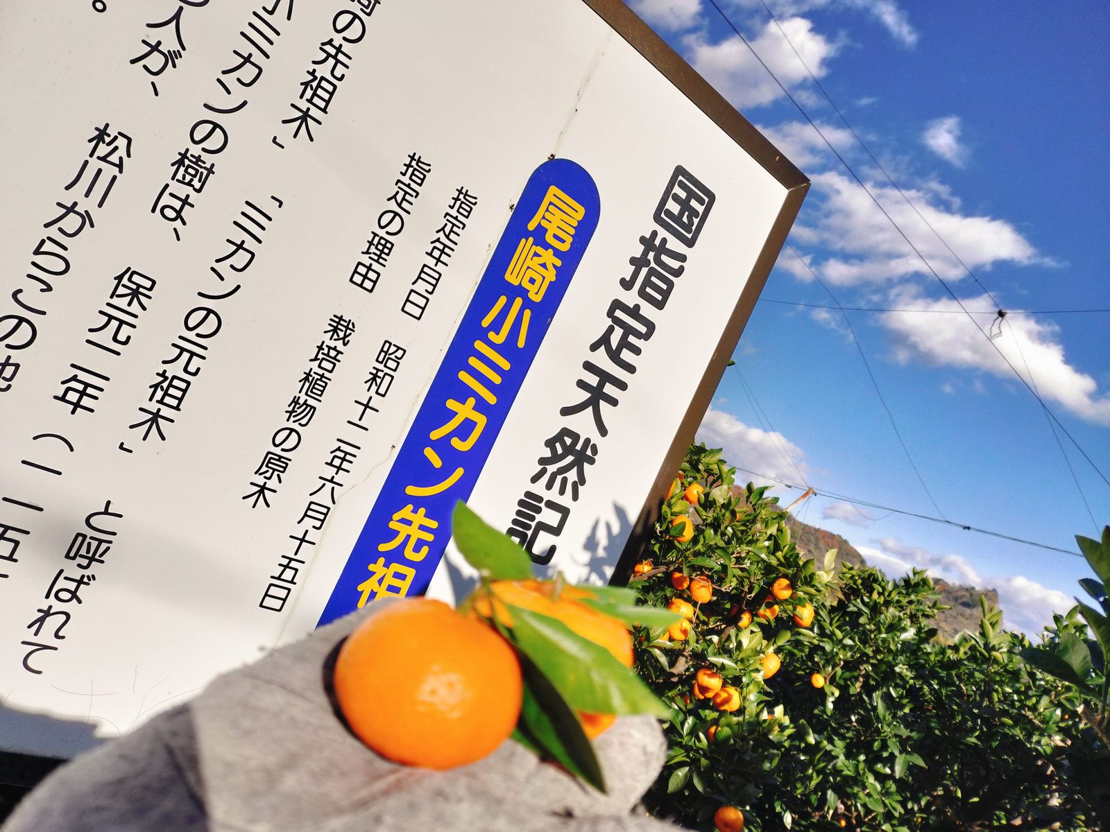 国指定天然記念物「尾崎小ミカン先祖木」の案内看板と、収穫されたばかりの尾崎小ミカン